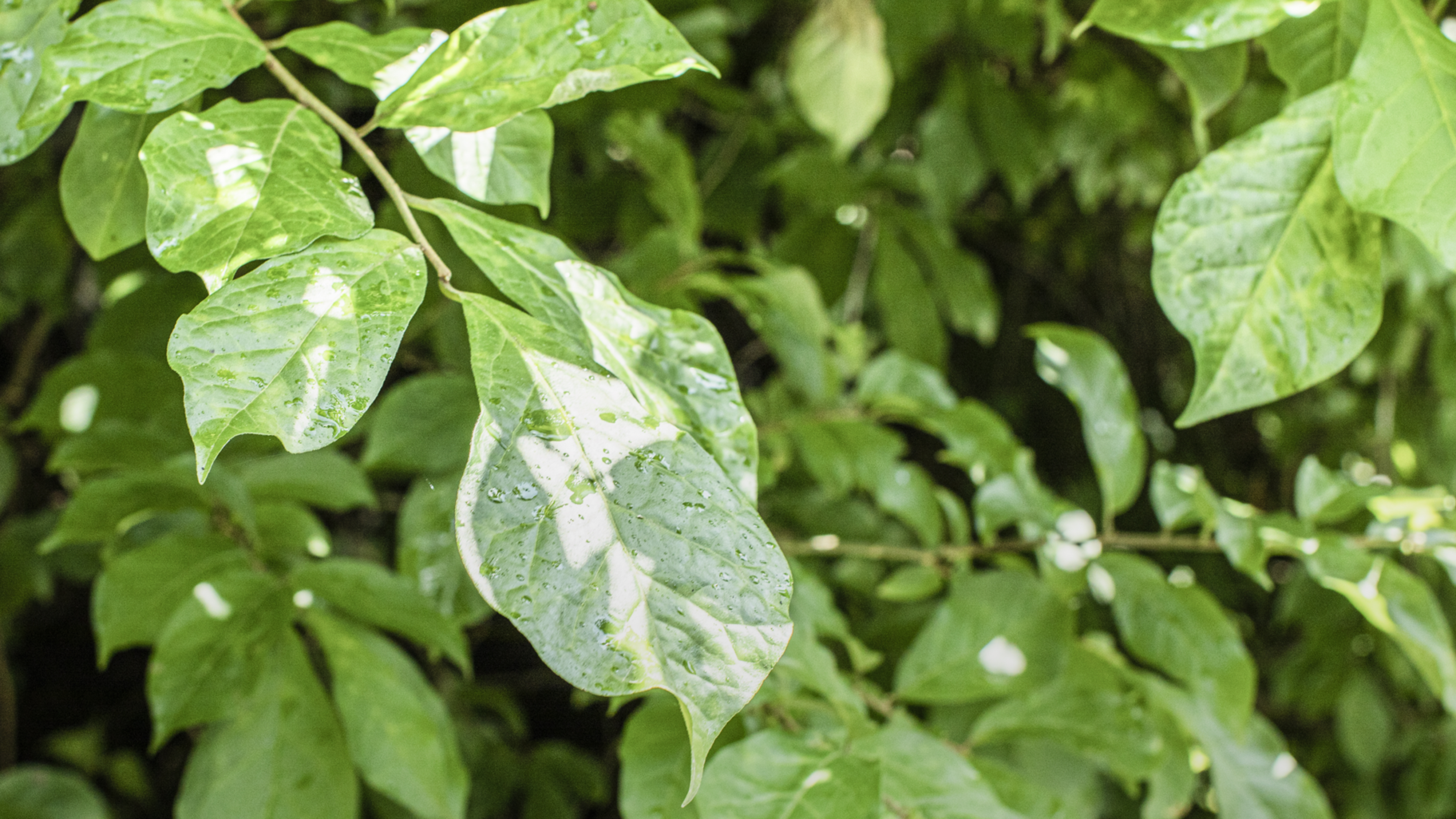 NUMBER THREE ORGANICS