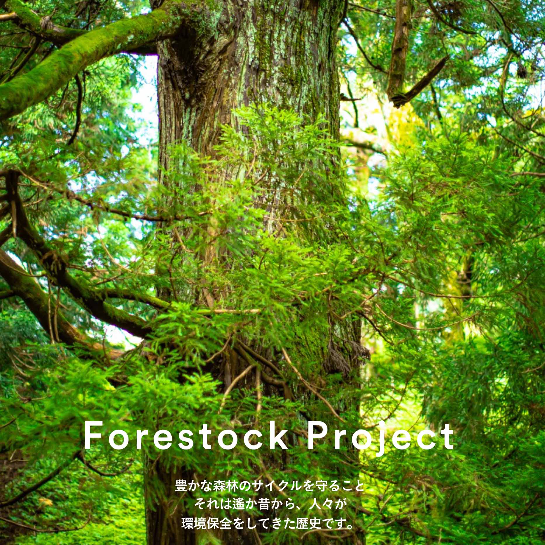 「フォレストック」を活用したナンバースリーの国内森林の保全活動